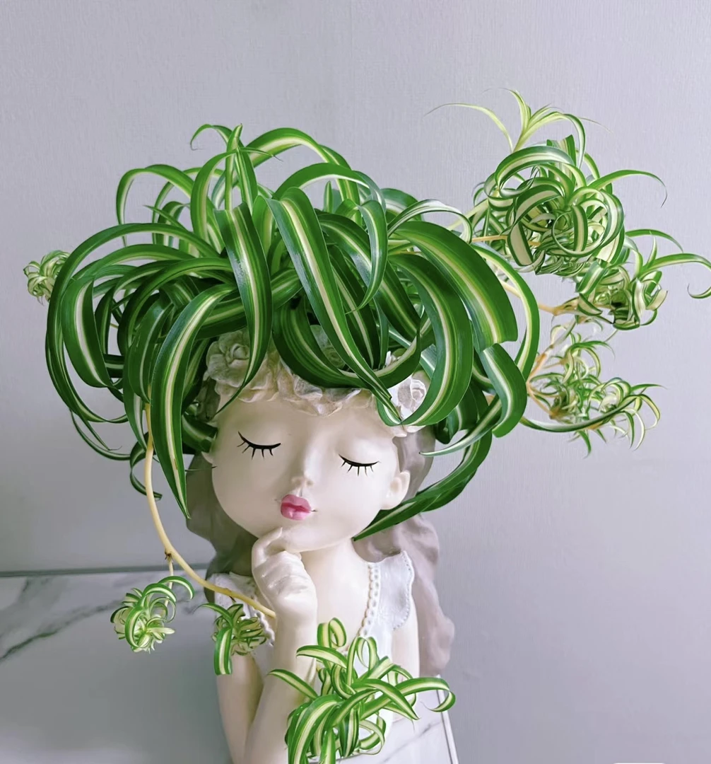 卷叶吊兰 卷发女郎垂吊植物室内阳台四季好养绿植