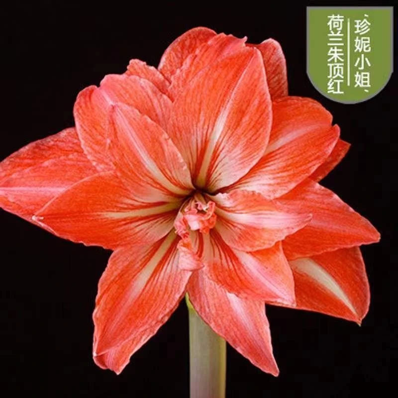 重瓣朱顶红种球 浓香型花卉 多次开花植物花卉 好养易活懒人花卉