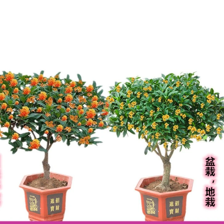 桂花苗 盆栽金桂四季桂 室内外浓香型阳台花卉 庭院盆景花卉