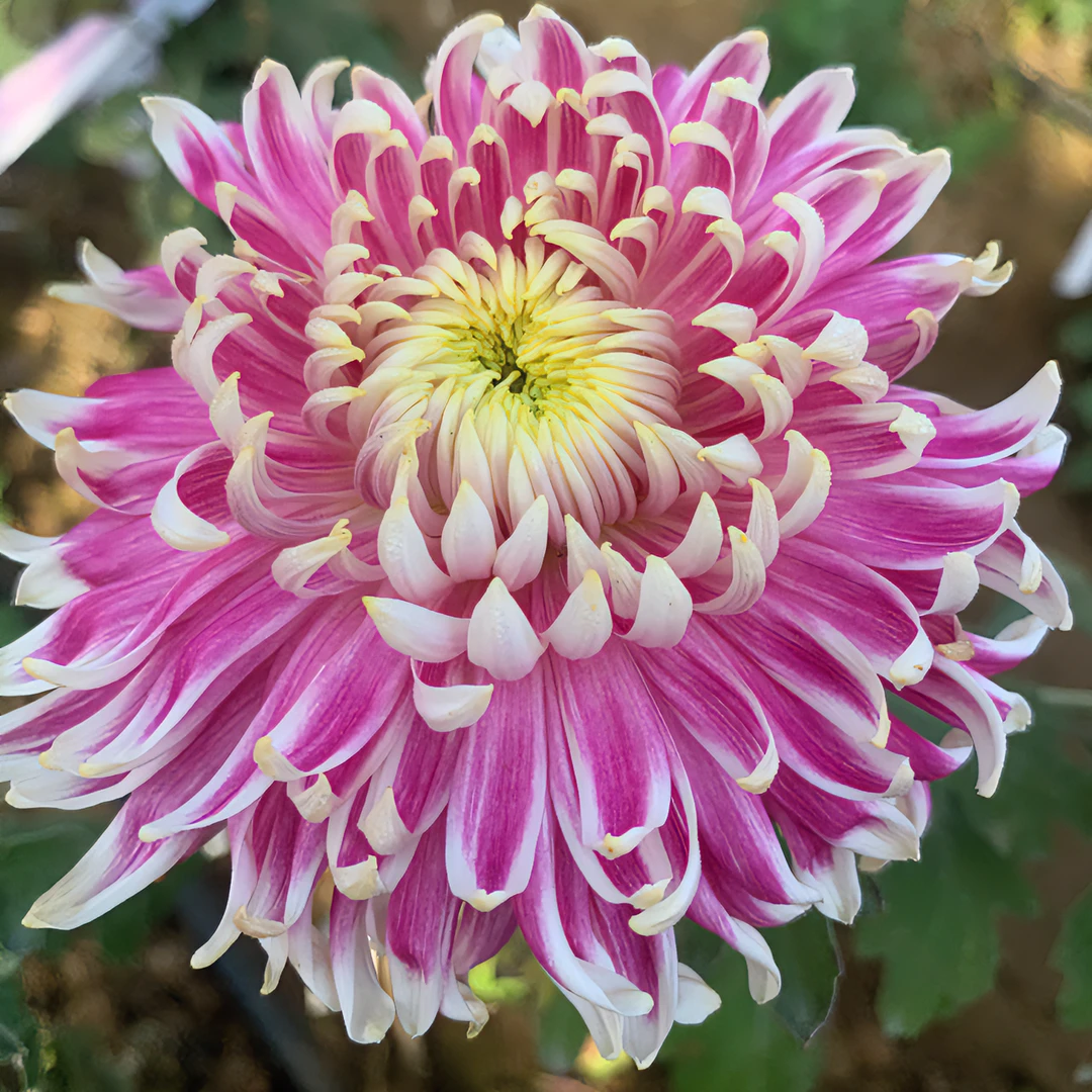 悠悠花园九月菊C系列65个品种大花形菊花苗