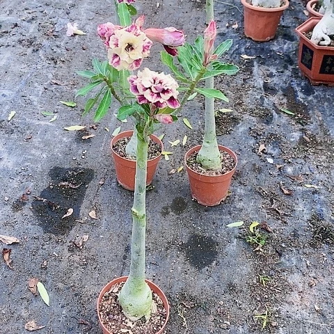 【闪购商品】浅***?绿植