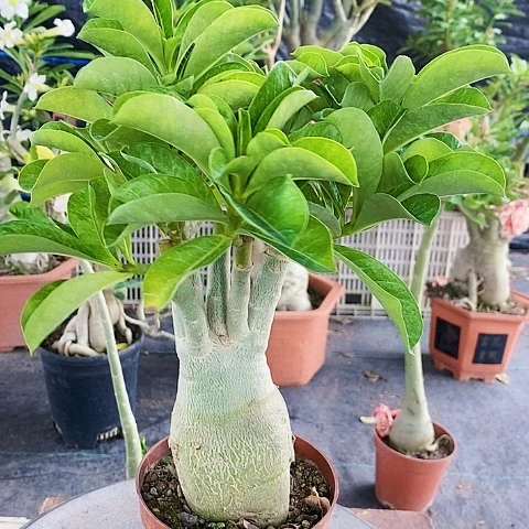 【闪购商品】佛****司绿植