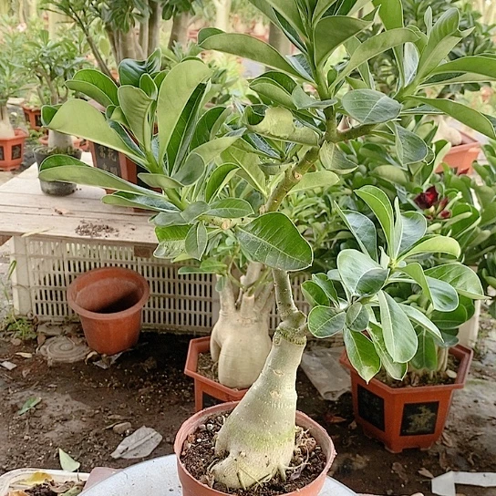 【闪购商品】小*包绿植