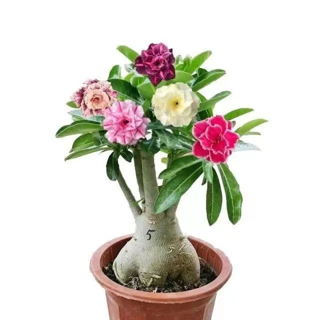 沙漠玫瑰基地直销四季开花