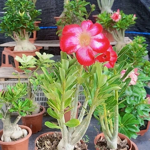 【闪购商品】@*绿植