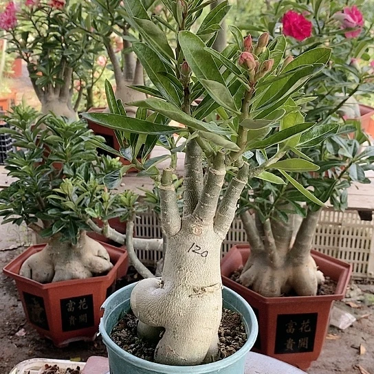 【闪购商品】容绿植