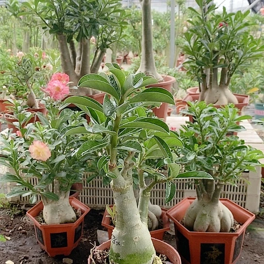 【闪购商品】老*绿植