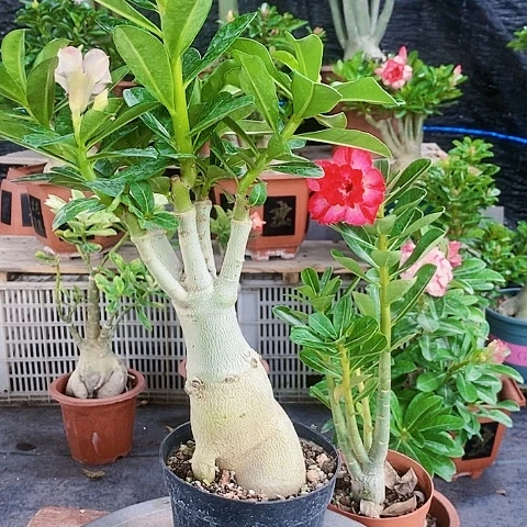 【闪购商品】@*绿植