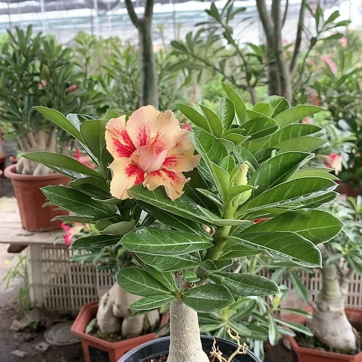 【闪购商品】陈*好绿植