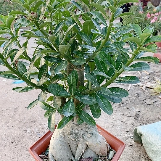 【闪购商品】小*绿植