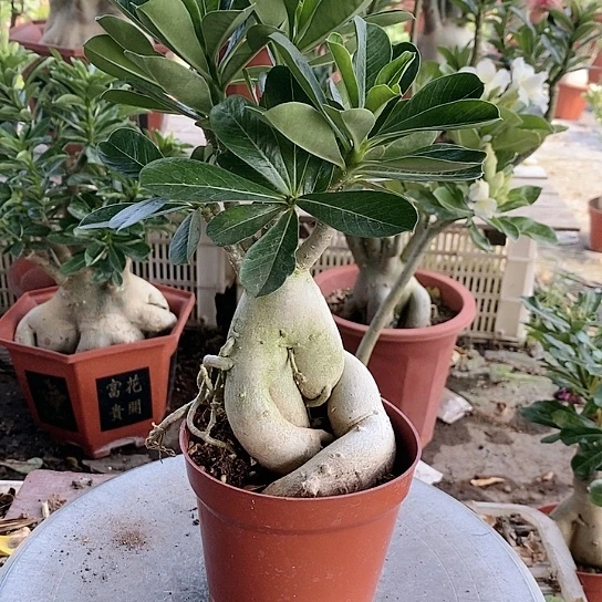 【闪购商品】柳****7绿植