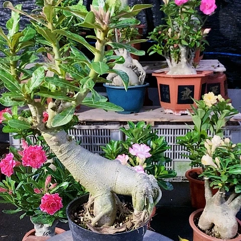 【闪购商品】妮绿植