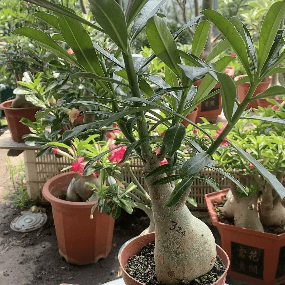 【闪购商品】只**分绿植