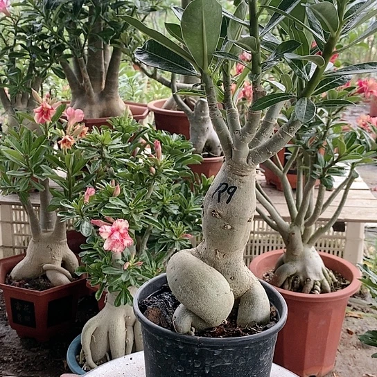 【闪购商品】张**…绿植