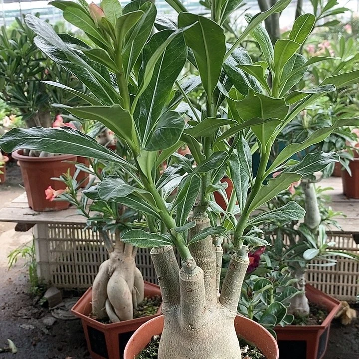 【闪购商品】董*侠绿植