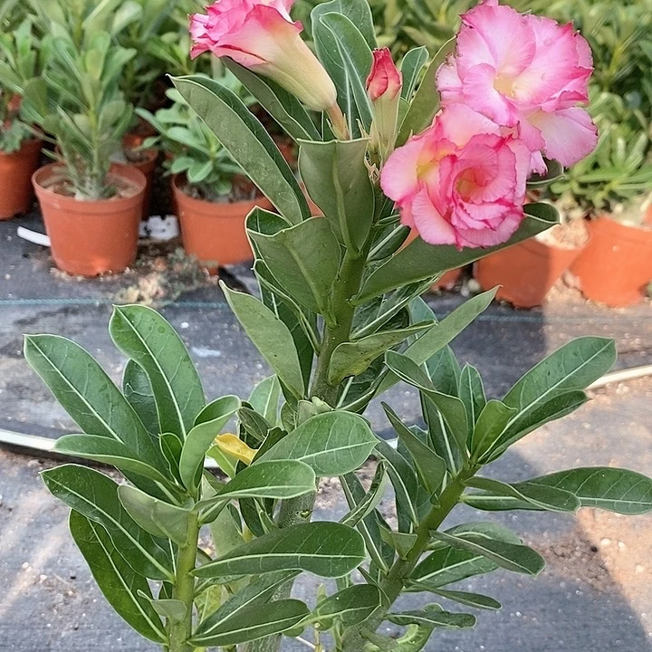 【闪购商品】踏**梅绿植