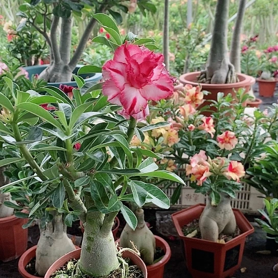 【闪购商品】二*绿植