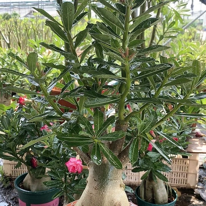 【闪购商品】熙**咪绿植