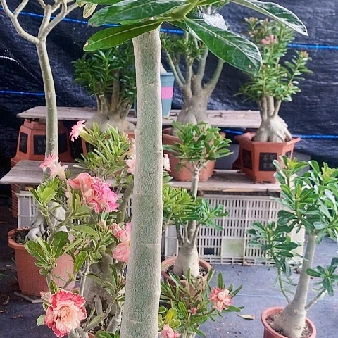 【闪购商品】雨**情绿植