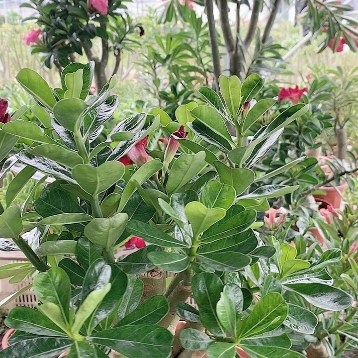 【闪购商品】H***橙绿色