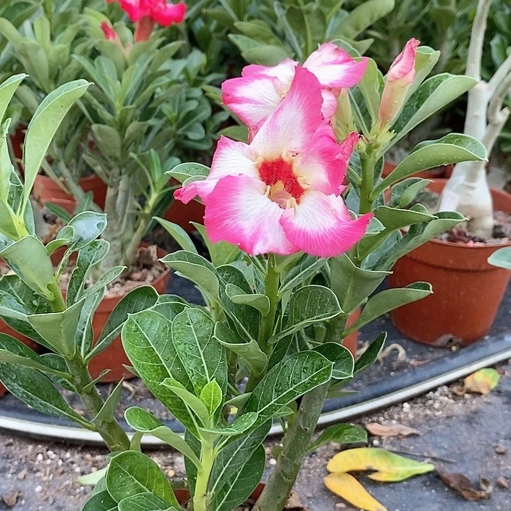 【闪购商品】f***悠绿植