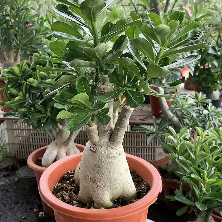 【闪购商品】王**琦绿植