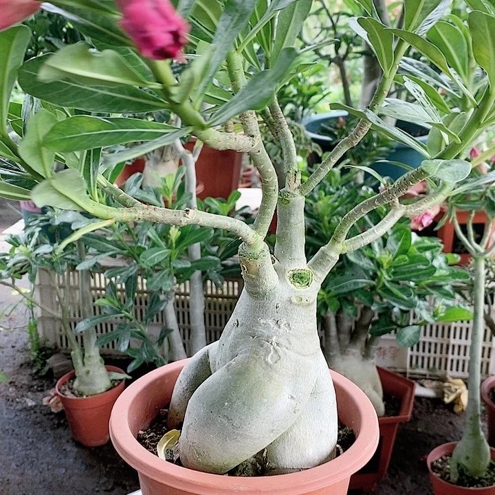 【闪购商品】我**花绿植