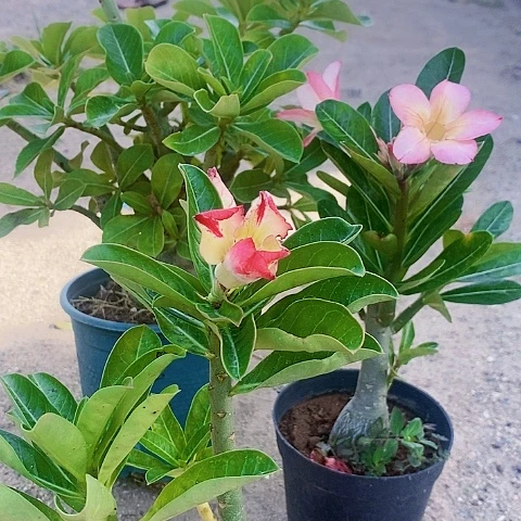 【闪购商品】陶***F绿植
