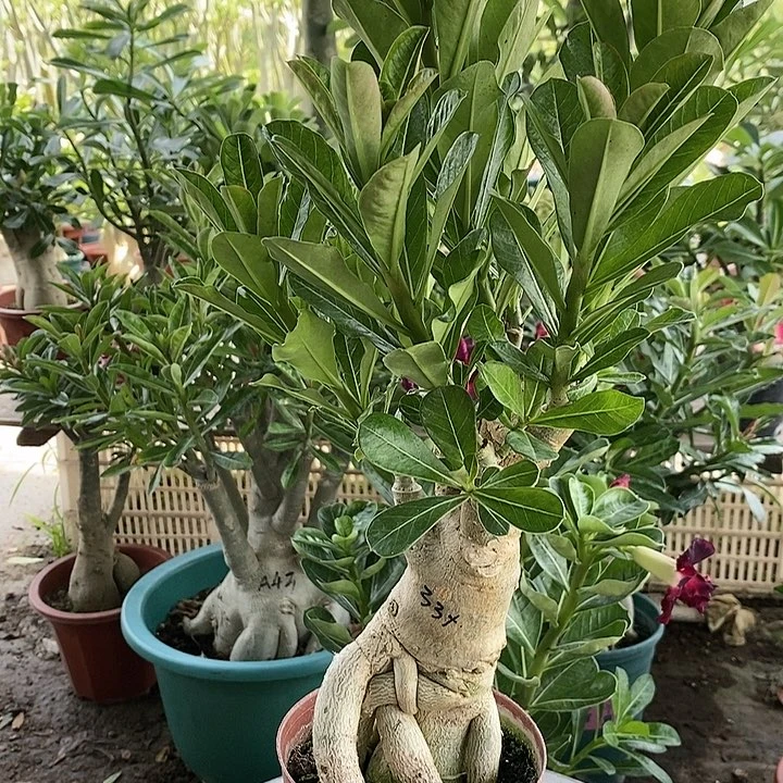 【闪购商品】^****0绿植