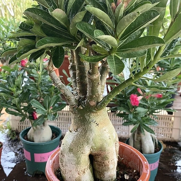 【闪购商品】开*果绿植