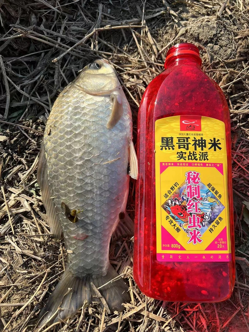 黑哥神米实战派红虫米鲫鱼底窝酒米野钓专攻大鲫持久留鱼