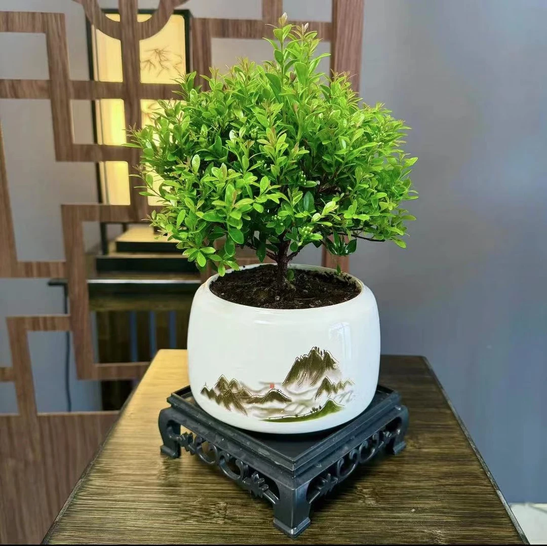 小叶赤楠盆景绿植室内客厅桌面好养盆栽开花结果植物