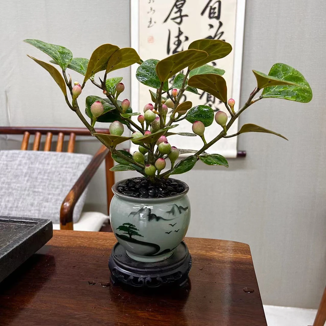 禅意 大气小盼菩提树 国风茶桌面办公桌养护微盆景绿植物