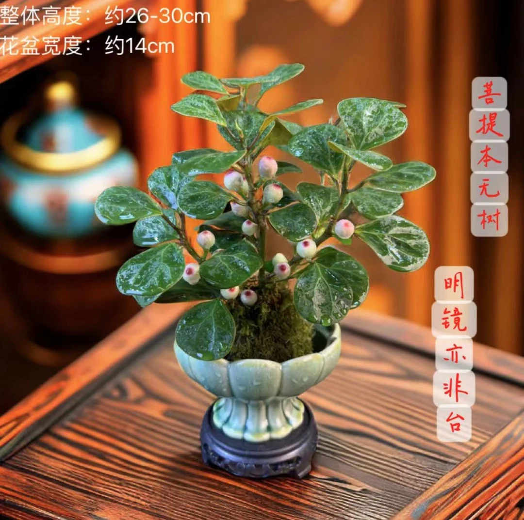 禅意小盼菩提树室内苔藓球茶桌面花卉办公桌养护微盆景绿植物水培
