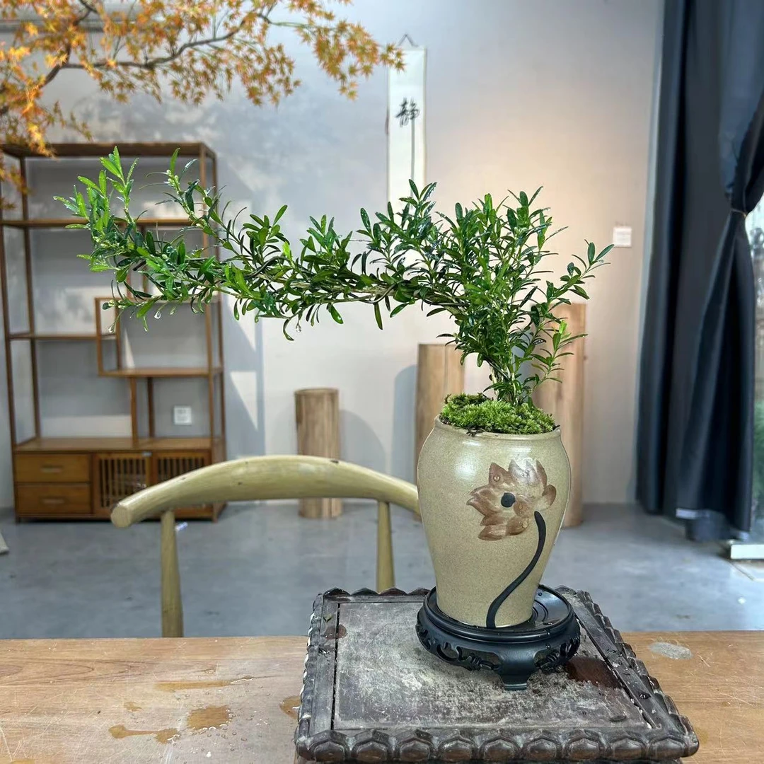 雀舌黄杨盆景悬崖飘枝造型老桩盆栽室内客厅茶桌好养绿植四季常青