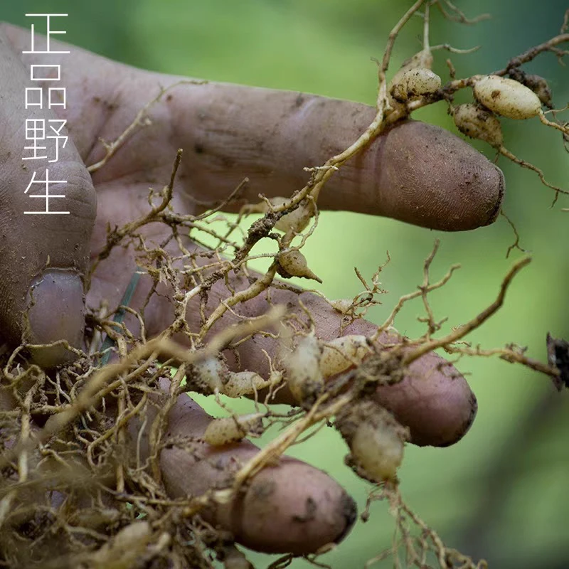 野生山麦冬 泡水 煮水