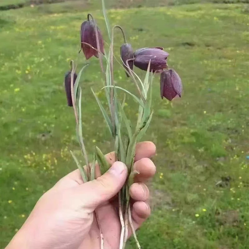甘肃野生贝母 泡水煮水煲汤