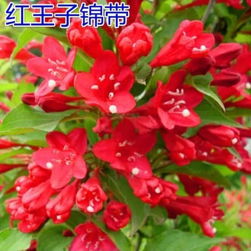 红王子锦带花苗耐寒耐旱庭院绿化灌木植物工程苗木