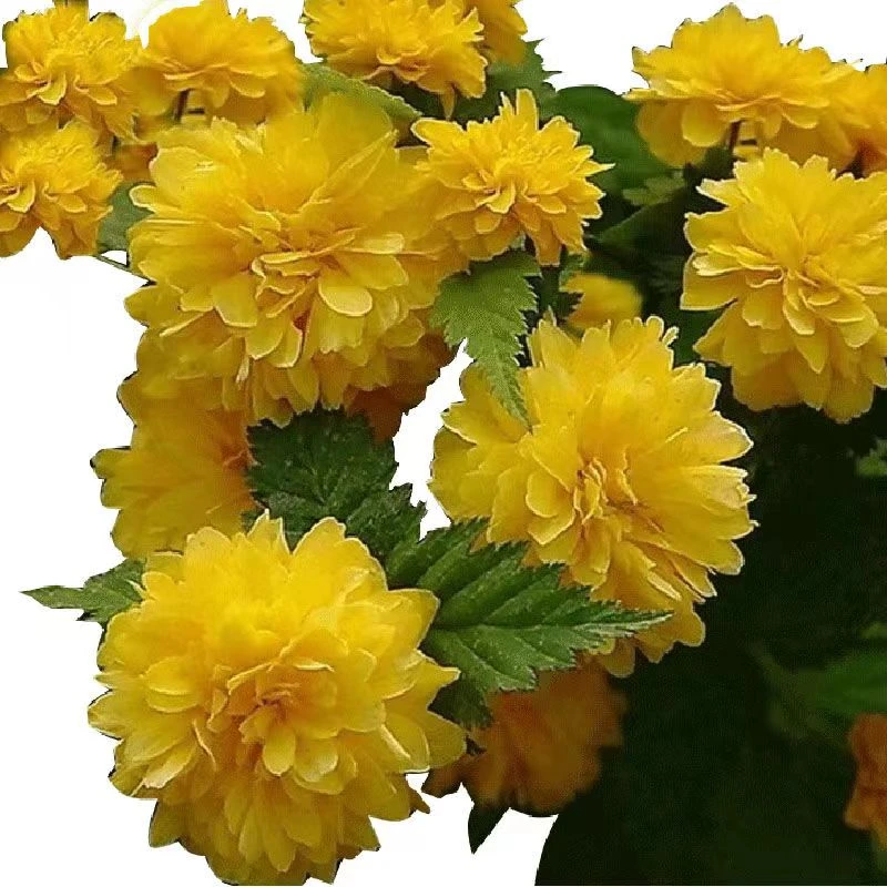 重瓣棣棠花四季开花爬藤垂吊植物枝干