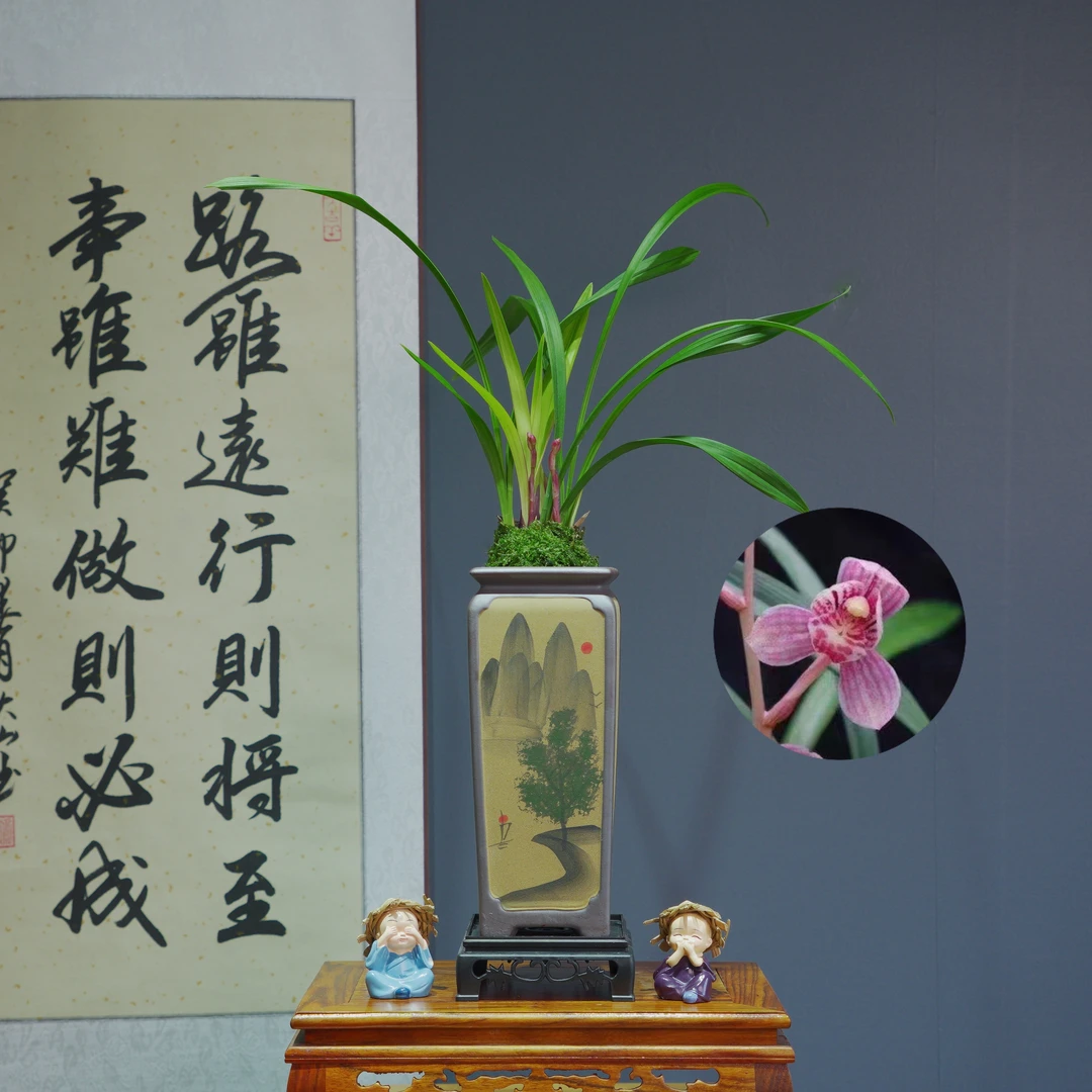 建兰铭品[东方红荷]带紫砂山水盆种好适合新手好养易活