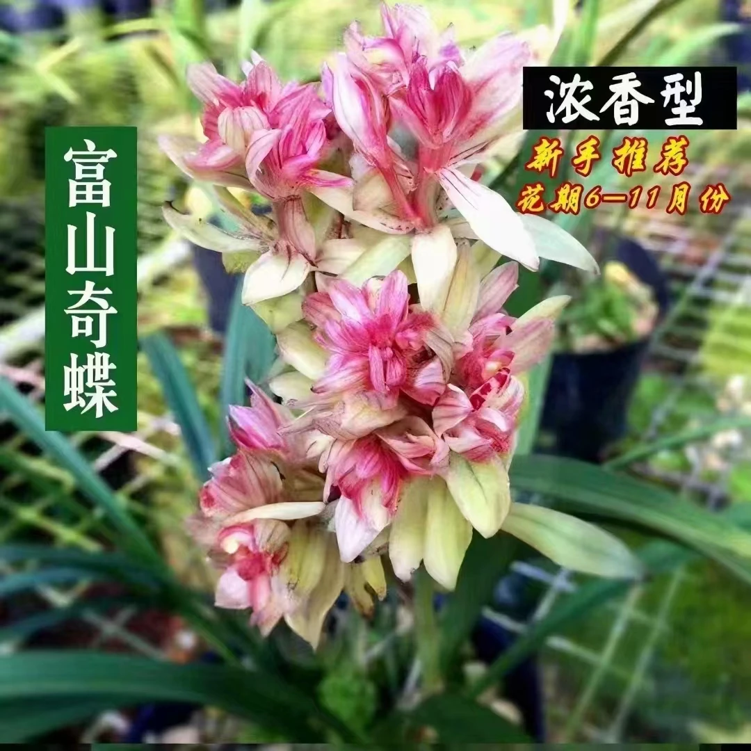 【富山奇蝶】建兰客厅盆栽花卉绿植兰草开花实物鲜活