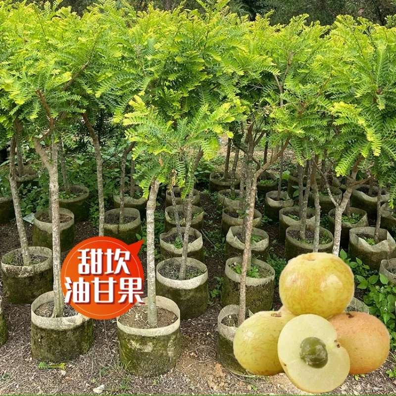 油甘果苗潮汕嫁接崩坎甜种油甘苗柿饼甜油甘果树苗四季水果结果