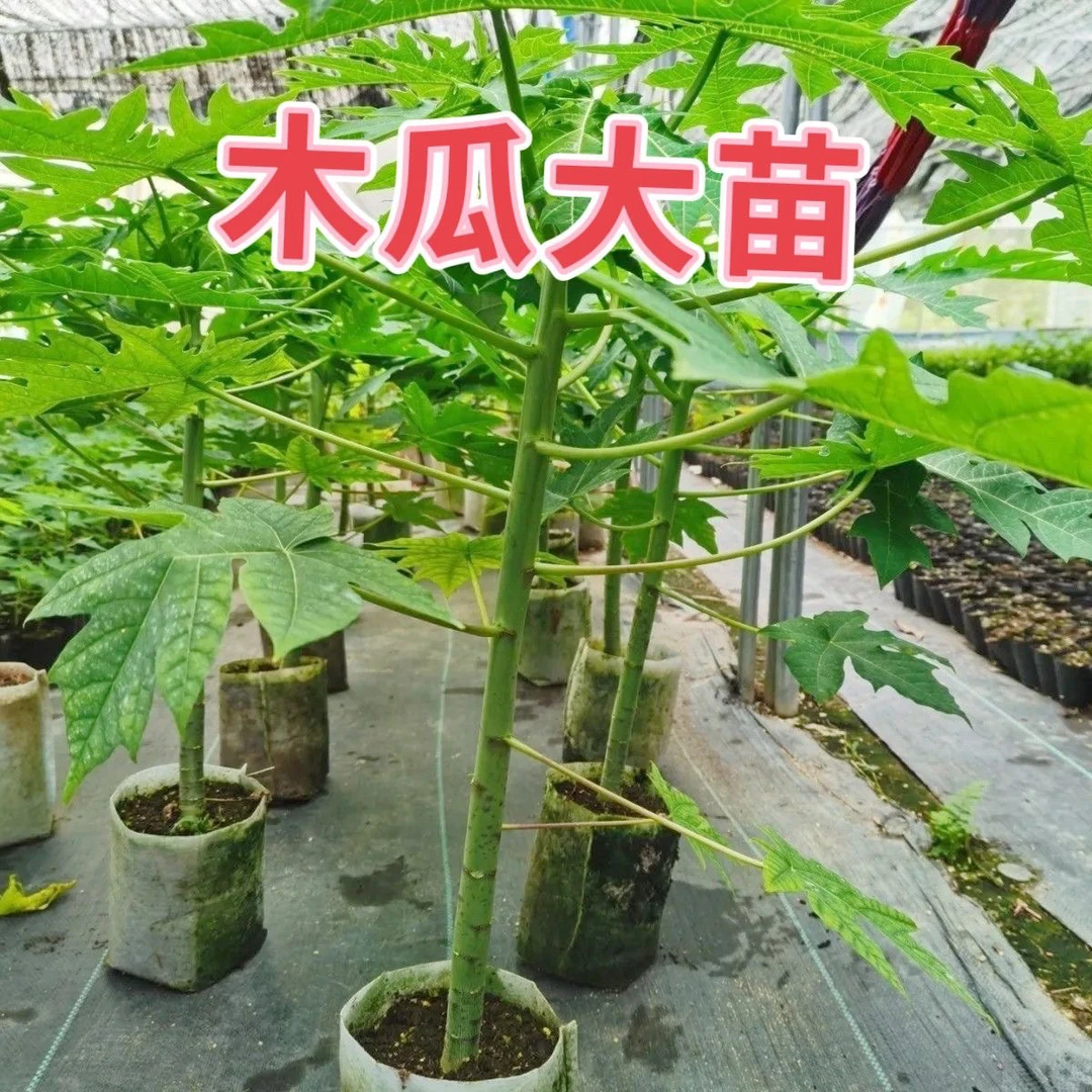 广西热销矮化水果雷州冰糖红心木瓜大苗南方种植盆栽地栽当年结果