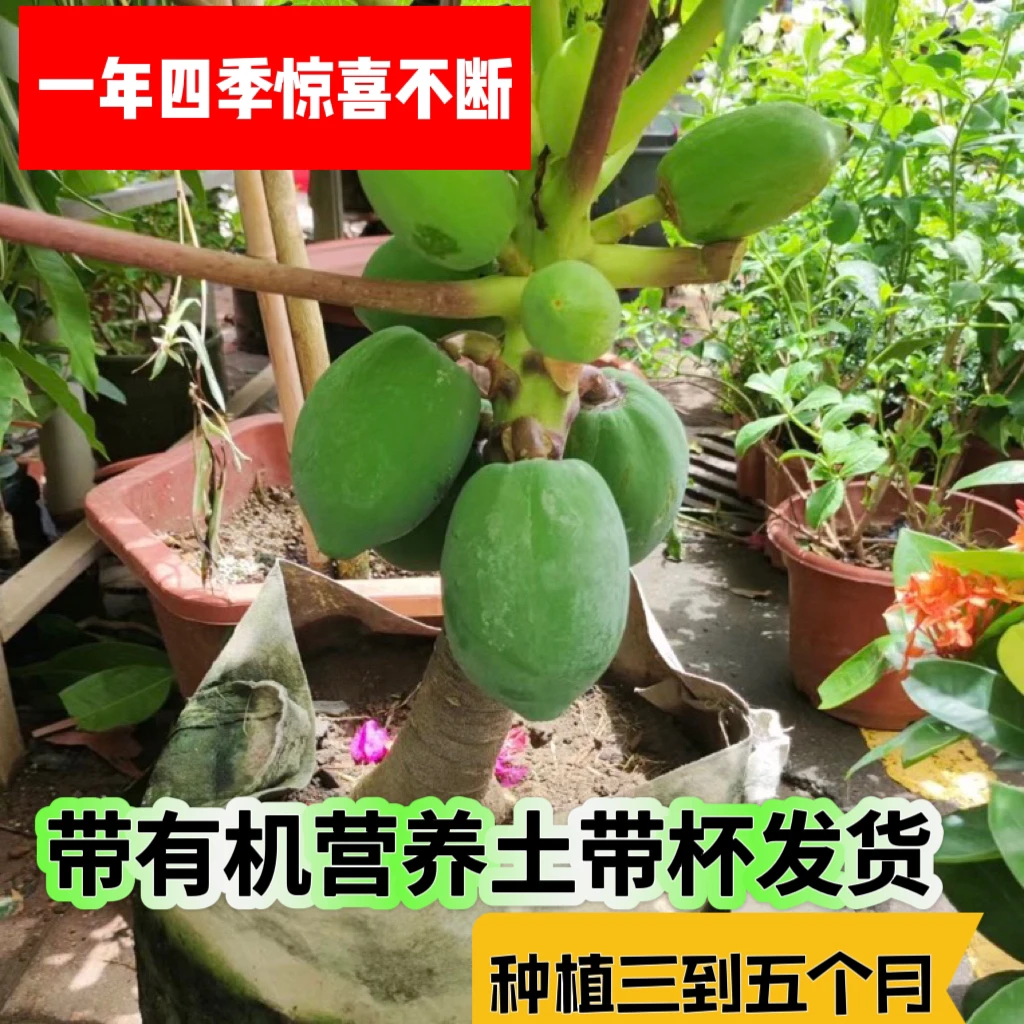 红心木瓜苗矮化冰糖四季南方种植盆栽地栽当年种当年结果木瓜树苗
