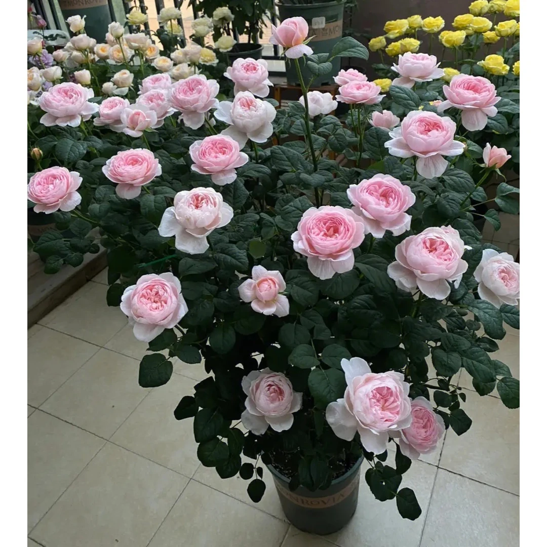 瑞典女王 月季花苗大苗阳台盆栽庭院四季开花植物玫瑰花苗原盆土