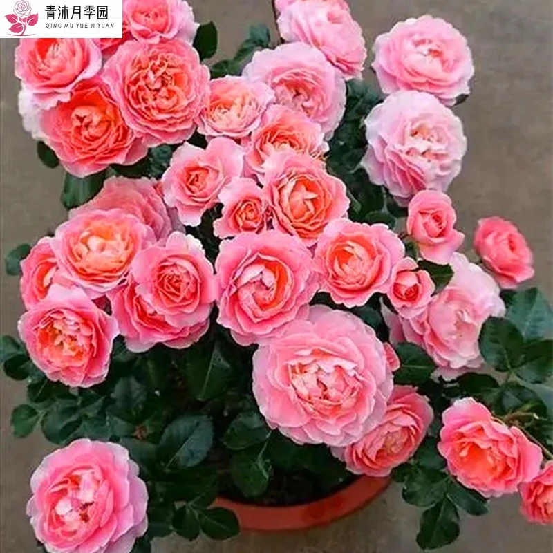 芳香王阳台 月季花苗盆栽阳台庭院四季开花植物玫瑰花苗