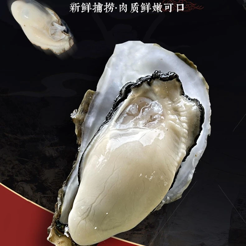 正宗台山生蚝鲜活肥美牡蛎产地直发