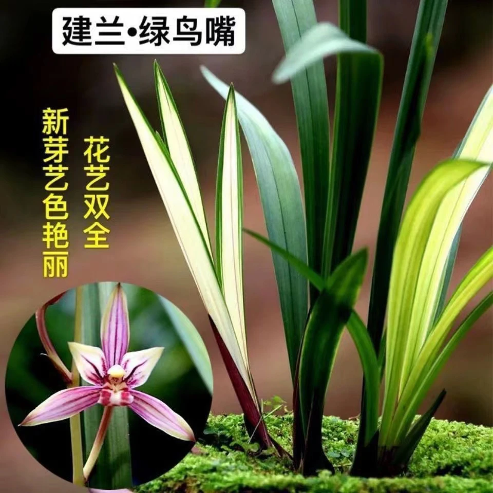 精品国兰 绿鸟嘴 产地直发 直播间特价