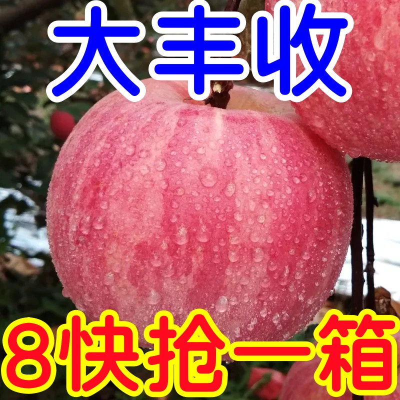 现摘正宗陕西洛川苹果红富士脆甜冰糖心苹果1-9斤整箱新鲜苹果