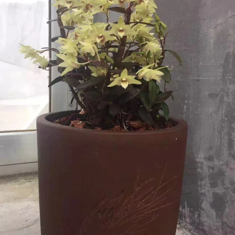 石斛兰盆栽（兰科多年生草本植物，观赏、食用）